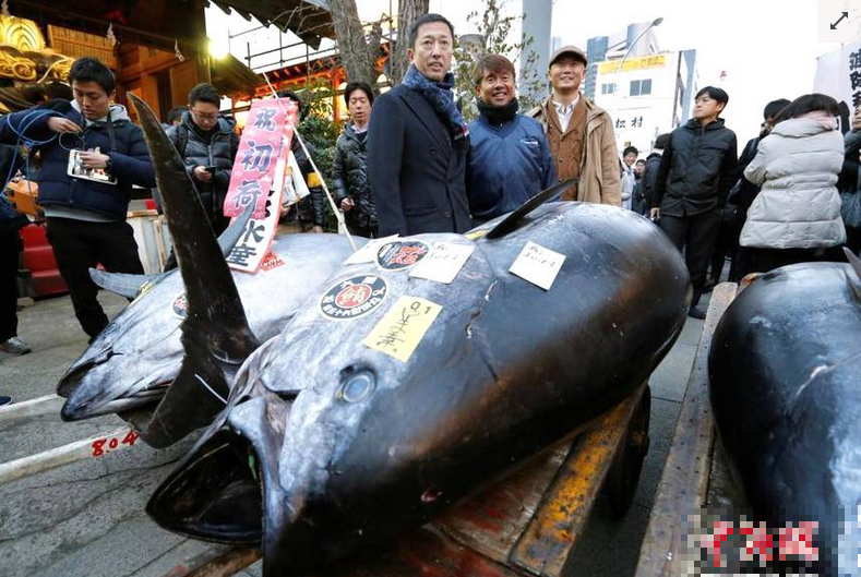 日本筑地魚(yú)市新年首拍現(xiàn)場(chǎng)，一條魚(yú)210萬(wàn)人民幣