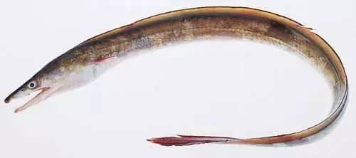 日本鰻魚陷入絕境？捕獲量僅為去年同期的1%！
