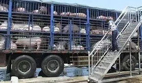  3月份6起非瘟5起屬違規(guī)調(diào)運，今日起生豬跨區(qū)禁運，豬價會翻身大漲嗎？