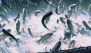 飼料漲，肉價漲，設(shè)備價也漲，新一輪漲價潮要來了？