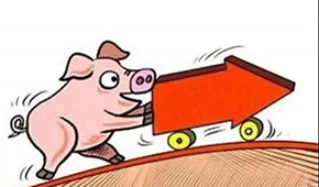 豬價(jià)翻紅“6連漲”，沖上10元大關(guān)；凍品人發(fā)朋友圈：時(shí)間不等人，快抓緊備貨！