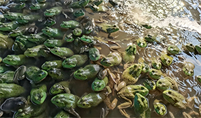 原料價格持續(xù)上漲，今年牛蛙市場要“?！逼饋恚?/>
                </div>
                <div   id=